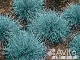 Многолетние растения овсяница очеток