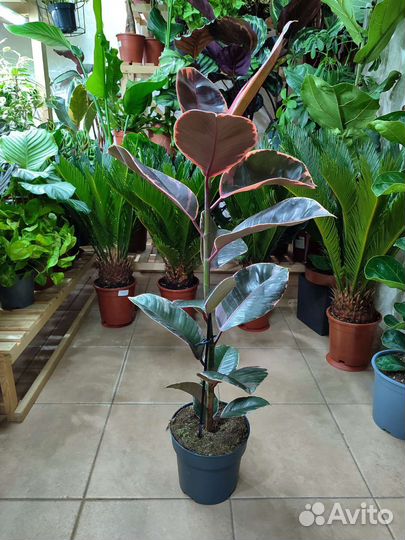 Фикус эластика Belize высотой 88 см