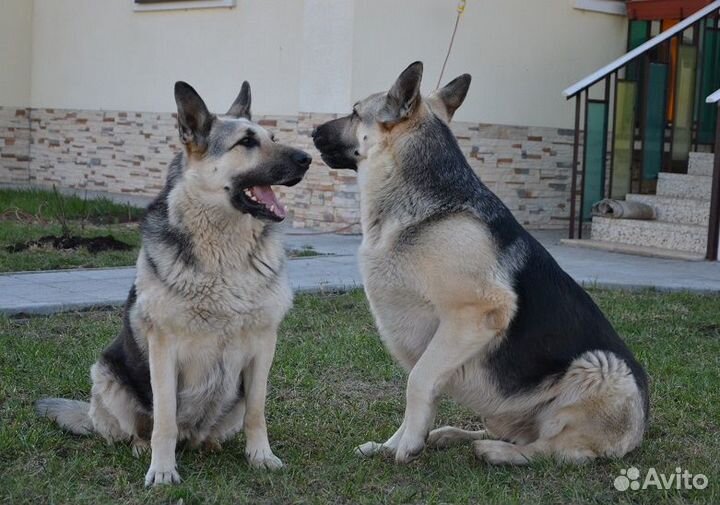 Вео - вольерные крупные щенки разного окраса