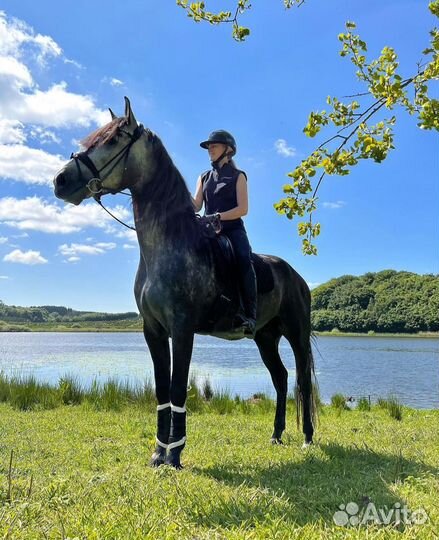 Конные прогулки и тренировки