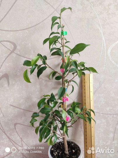 Фикус бенджамина денилайт