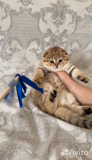 Шотландская золотая Шиншилла