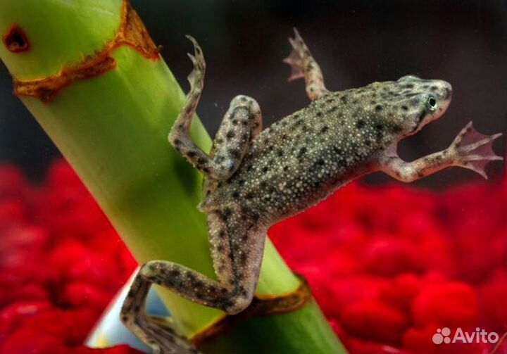 Лягушка карликовая. Улитка Хелена. Мелания. Мох