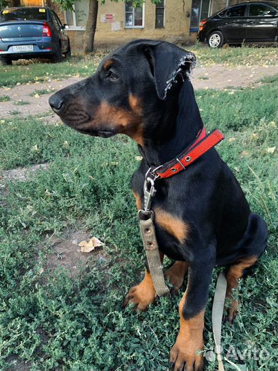 Щенок добермана