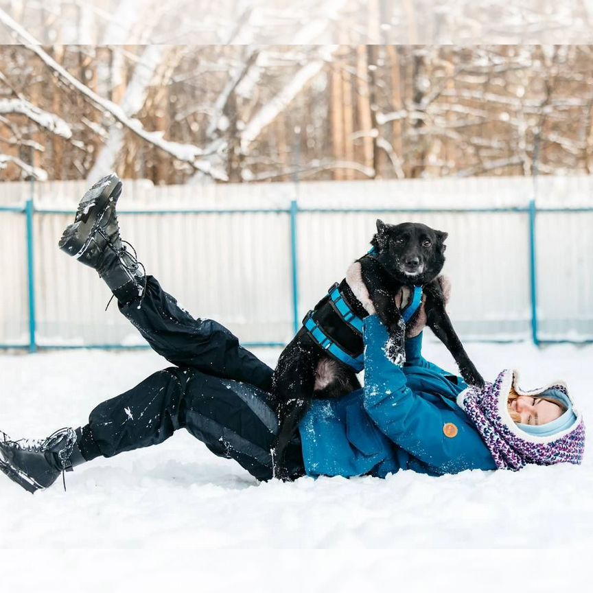 Собака в добрые руки/ симпатяга Берри