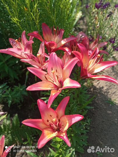 Многолетние цветы