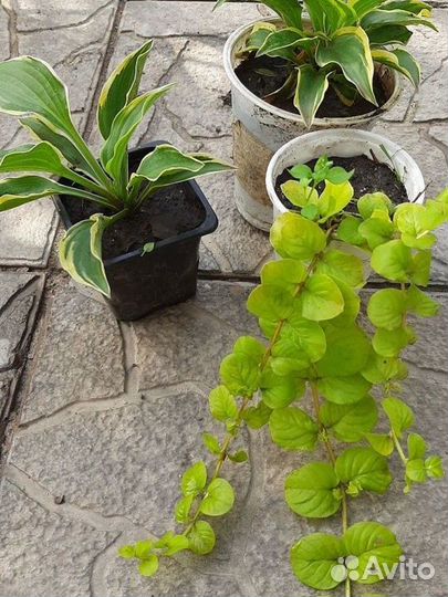 Вербейник монетчатый