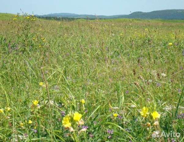 Мёд 2024 года из Алтая опт