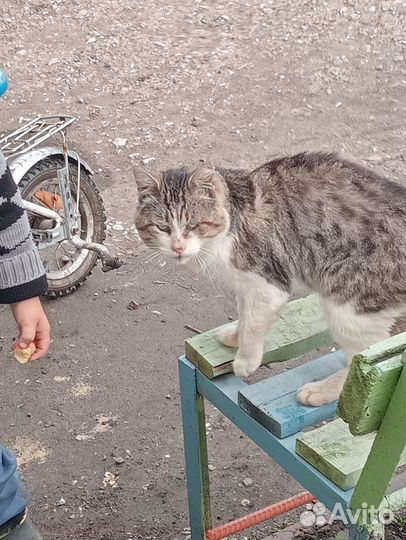 В добрые руки