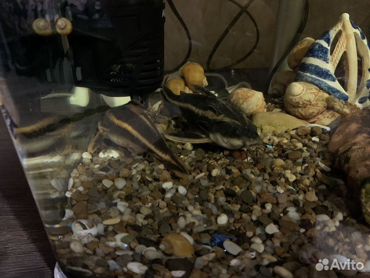 Аквариумные рыбки