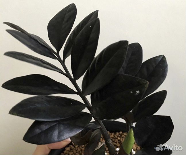 Замиокулькас Изумрудный блэк и др