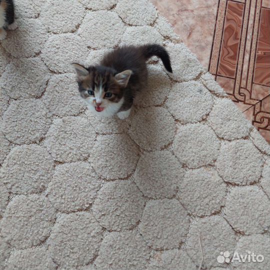 Кошки в добрые руки бесплатно