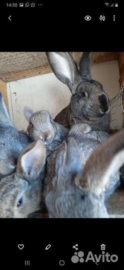 Продам, самцов и самок на племя. Порода Фландер