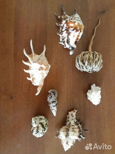 Морские ракушки раковины