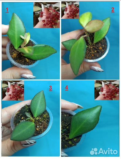 Хойи O-P-R-T-V-W Хойя