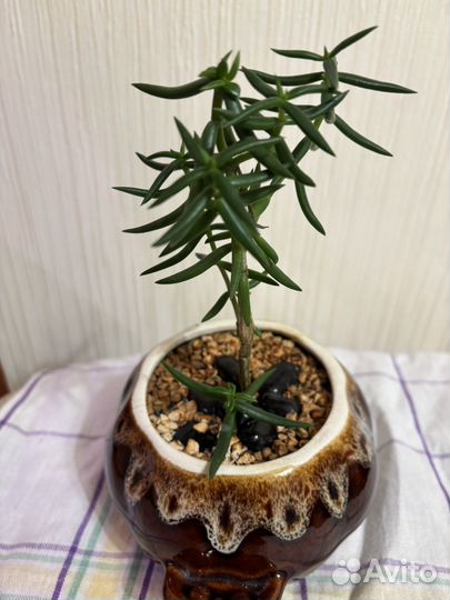 Крассула тетрагона древовидная