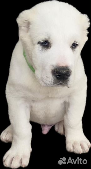 Щенки алабая