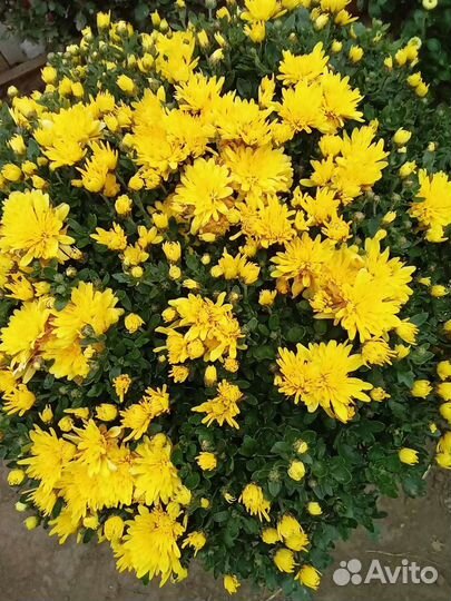 Хризантема