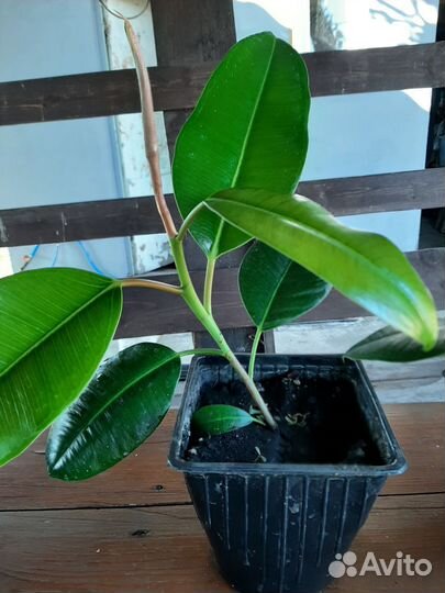 Фикус каучуконосный