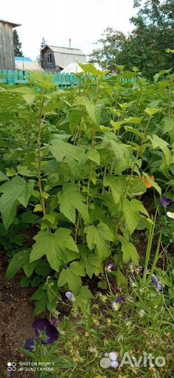 Саженцы чёрной,красной смородины, жимолости малина