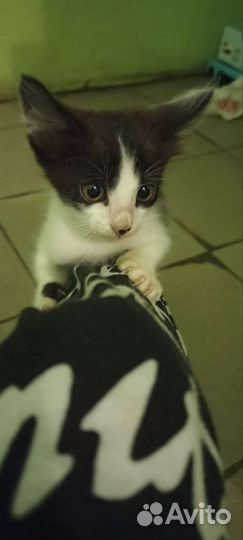 Бездомные котёнок, мальчик, добрый и ласковый