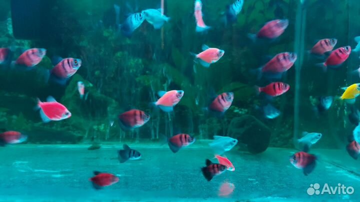 Аквариумные рыбки