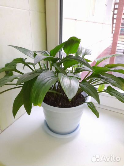 Комнатные цветы