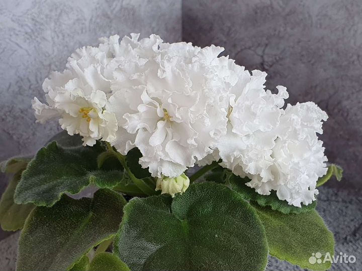 Фиалка см-Букет Невесты. Лист с детками