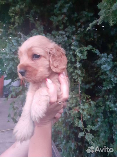 Кокер спаниель