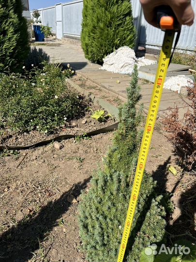 Ель канадская коника