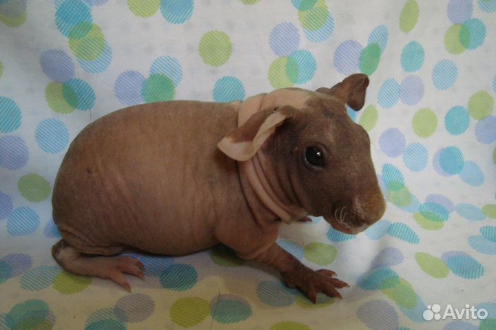 Морские свинки скинни