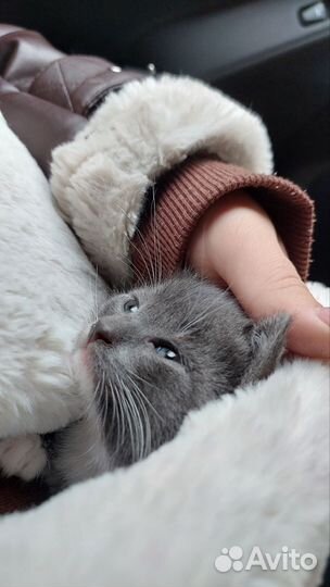 Котенок