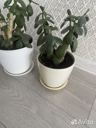 Денежное дерево толстянка