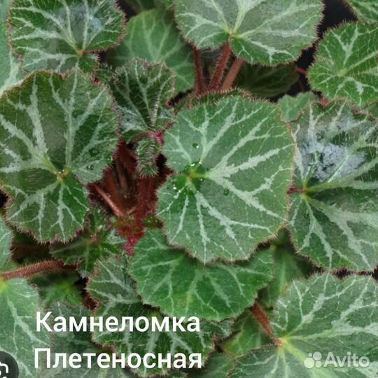 Почвопокровные, мшанка шилов, камнеломка, очитки