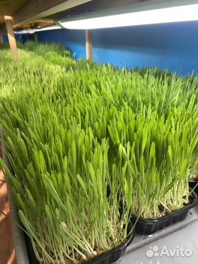 Сок ячменя для укрепления костей