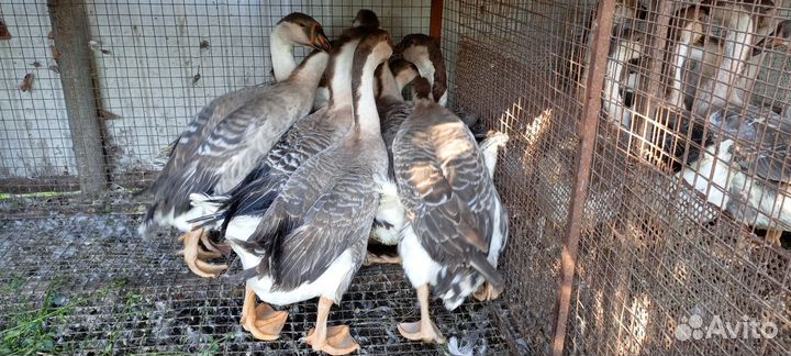 Гуси китайский гергель, оптом