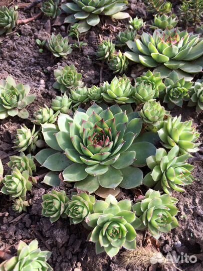 Семпервивум Молодило Каменная роза для флорариума