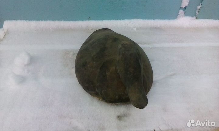 Резиновая утка