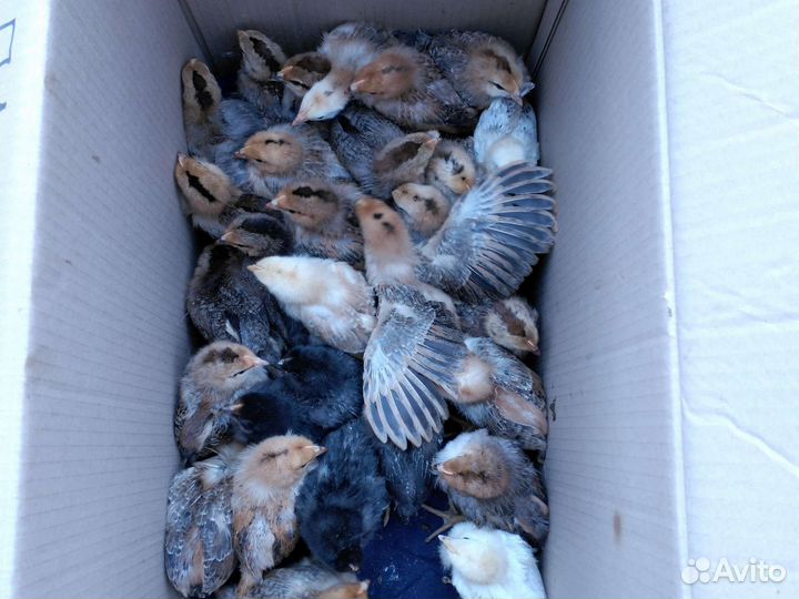 Продам цыплят