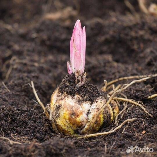 Луковицы лилии оптом