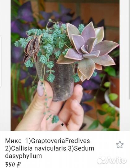 Кактусы и суккуленты