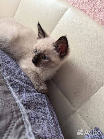 Кошка бесплатно