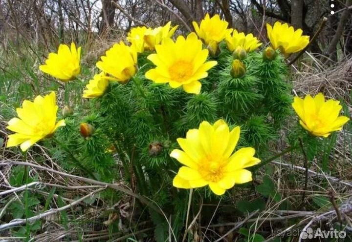 Спирея- живой забор, продам саженцы