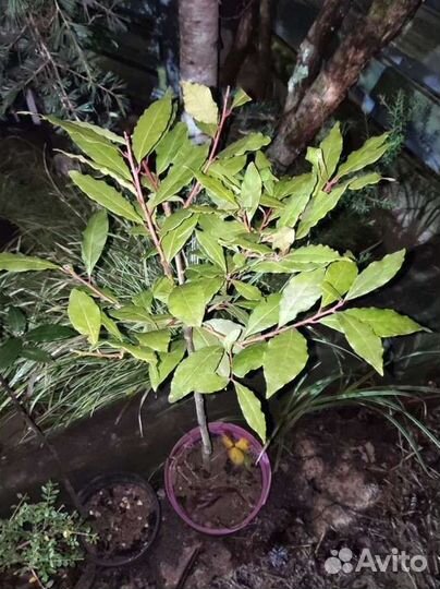 Лавр, лаврушка