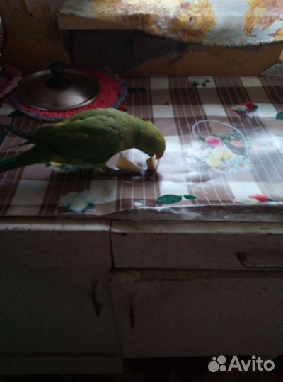 Ожереловый попугай