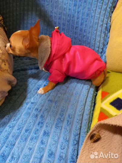 Одежда для мини собаки