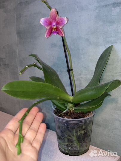 Орхидея лиодоро бабочка