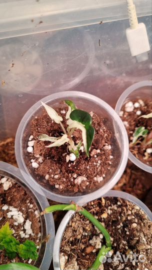 Алоказия бамбино пинк вариегатная фото