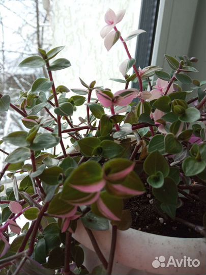 Коллизия бьянка