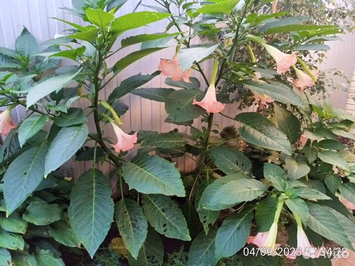 Бругмансия